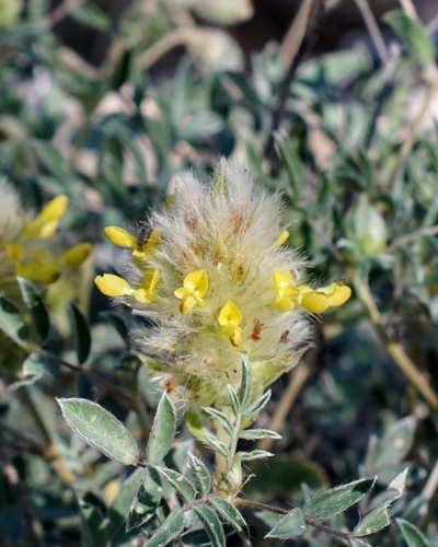 Image of Dalea wrightii by (c) Andrew Tree, some rights reserved (CC BY)