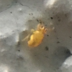 Sminthurinus henshawi