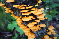 Favolaschia calocera