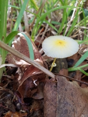 Leucocoprinus fragilissimus image