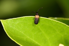 Omethidae