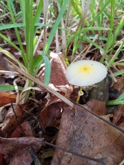 Leucocoprinus fragilissimus image
