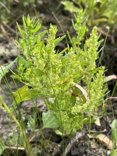 Image of Golden Dock (Rumex fueginus) by no rights reserved