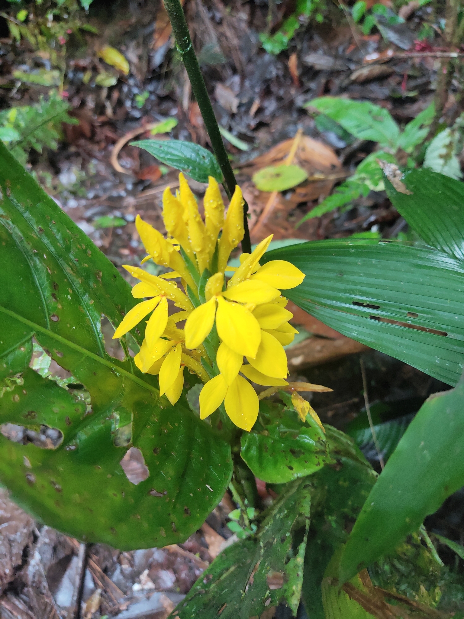Aphelandra sulphurea Hook.f. 2