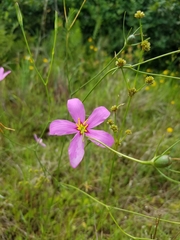 Sabatia grandiflora