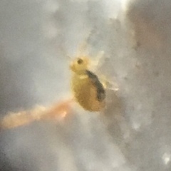 Sminthurinus henshawi