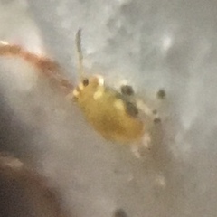 Sminthurinus henshawi