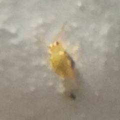 Sminthurinus henshawi