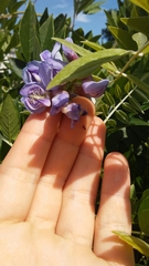 Wisteria frutescens