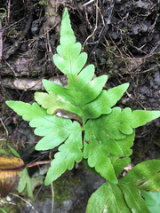 Doryopteris decipiens