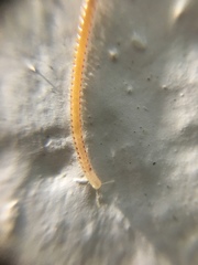 Blaniulidae
