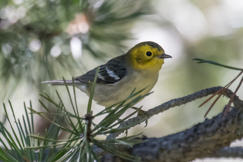 iNaturalist observation photo of Hermit Warbler