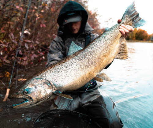 Chinook Salmon