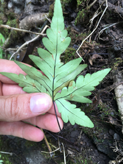 Doryopteris decipiens