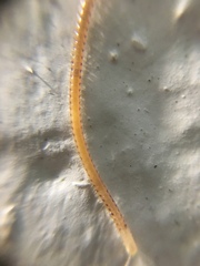 Blaniulidae
