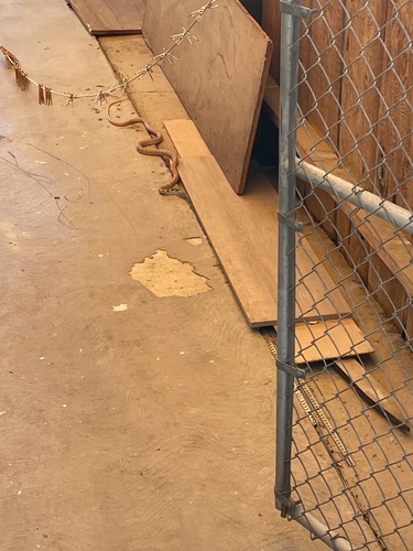 iNaturalist observation photo of Common Coachwhip