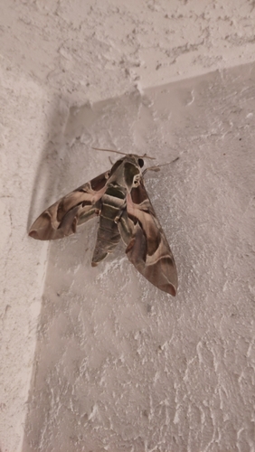 Daphnis nerii
