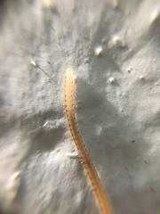 Blaniulidae