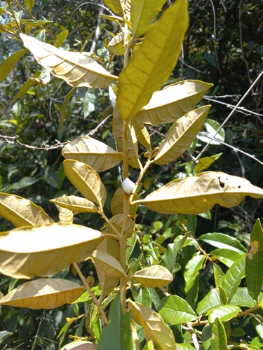 Solanum orthacanthum