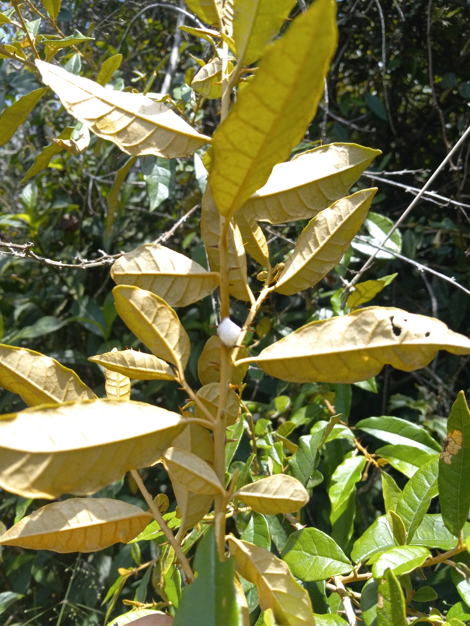 Solanum orthacanthum