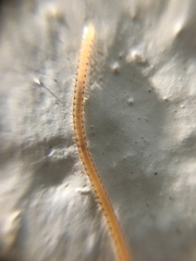 Blaniulidae