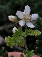 Osteomeles anthyllidifolia