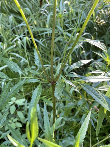 Image of Bidens trichosperma by no rights reserved