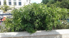 Wisteria frutescens