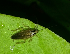 Insecta