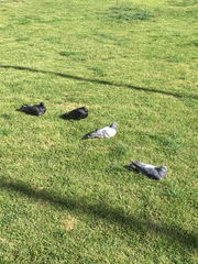 Columba livia domestica