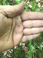 Poa alsodes
