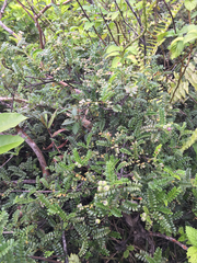 Osteomeles anthyllidifolia