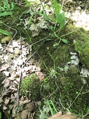 Poa alsodes