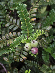Osteomeles anthyllidifolia