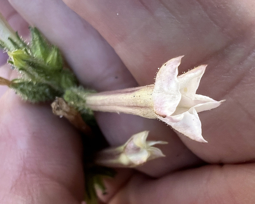 Image of Nicotiana attenuata by (c) Steve Matson, some rights reserved (CC BY)