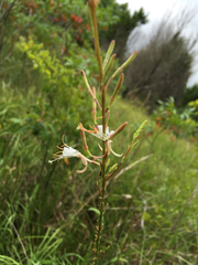 Oenothera filipes
