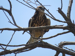 Buteo swainsoni