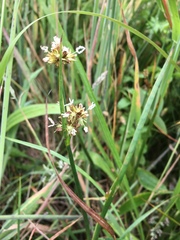 Juncus xiphioides
