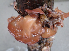 Auricularia heimuer