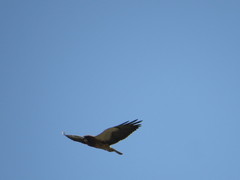 Buteo swainsoni