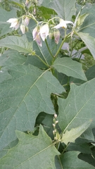 Solanum carolinense