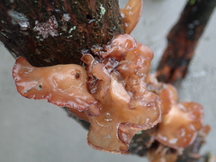 Auricularia heimuer