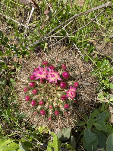 Eriosyce subgibbosa