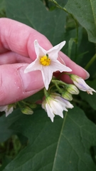 Solanum carolinense