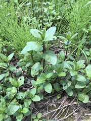 Mentha × piperita