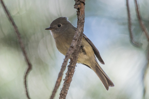iNaturalist observation photo of Hammond's Flycatcher