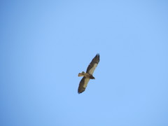 Buteo swainsoni