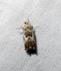 Eucosma ornatula
