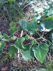 Physalis heterophylla