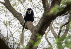 Colobus guereza